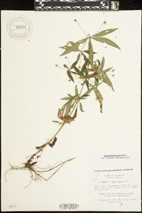 Lysimachia lanceolata image