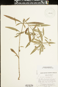 Lysimachia lanceolata image