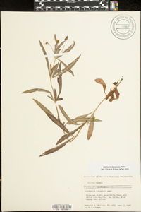 Lysimachia lanceolata image