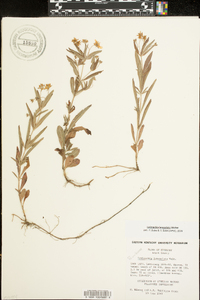 Lysimachia lanceolata image