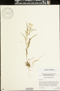 Lysimachia lanceolata image