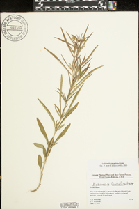 Lysimachia lanceolata image