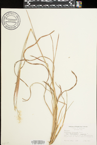 Andropogon elliottii image