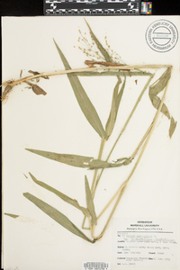 Panicum clandestinum image