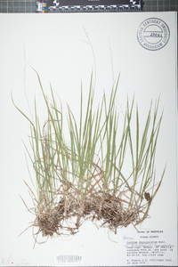 Panicum depauperatum image