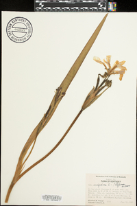 Iris brevicaulis image