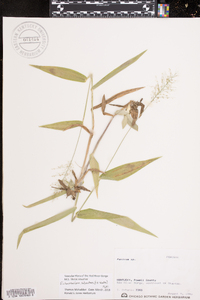 Dichanthelium polyanthes image