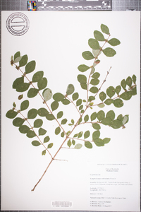 Symphoricarpos orbiculatus image