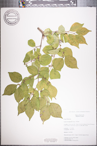 Lonicera maackii image