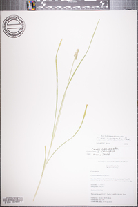 Carex aggregata image