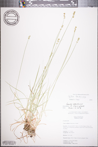 Carex texensis image