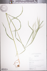 Bromus sterilis image