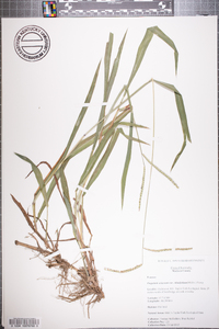 Paspalum setaceum var. ciliatifolium image