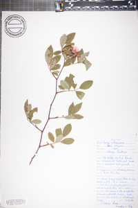 Rosa setigera image