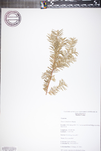 Taxus canadensis image