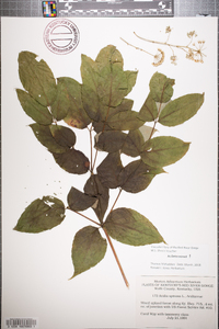 Aralia spinosa image