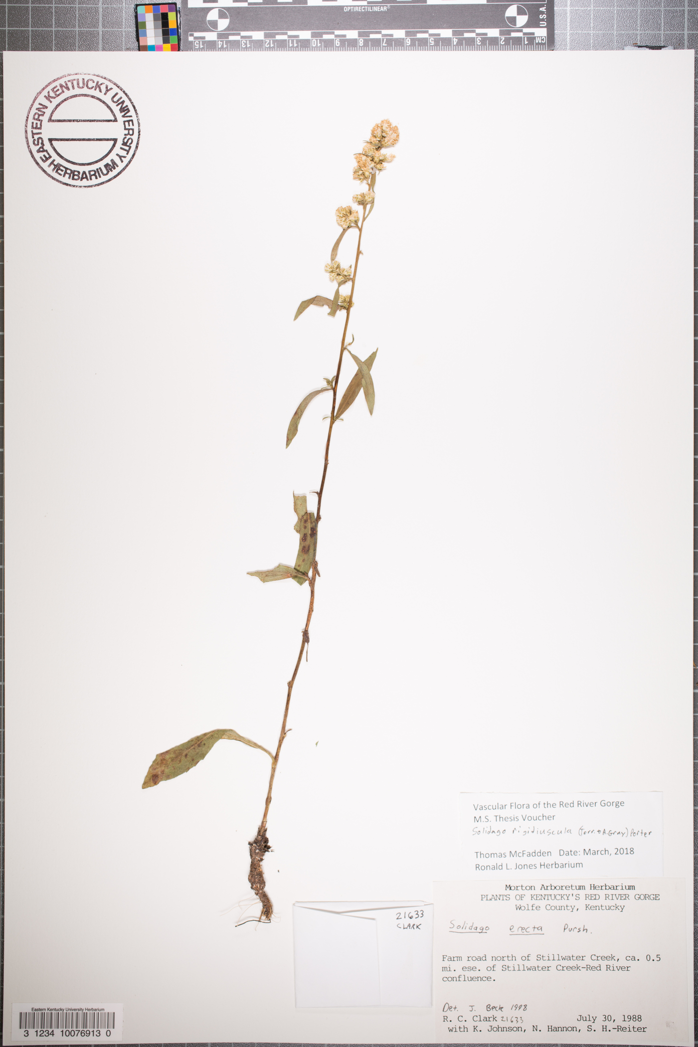 Solidago rigidiuscula image