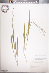 Pityopsis graminifolia var. latifolia image