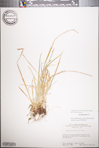 Carex gracilescens image