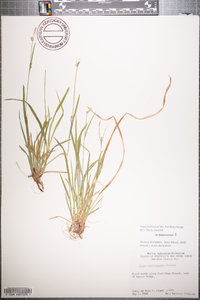 Carex gracilescens image