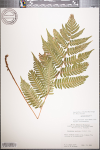 Dryopteris goldieana image