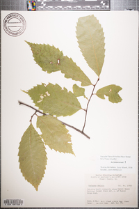 Castanea dentata image