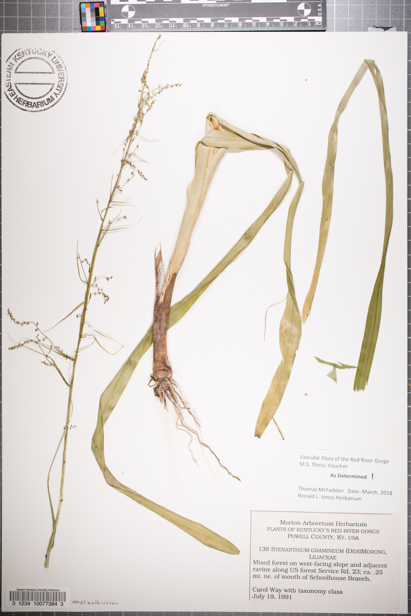 Stenanthium gramineum image