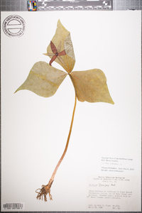 Trillium erectum image