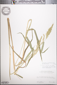 Echinochloa crus-galli var. crus-galli image