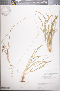 Poa sylvestris image