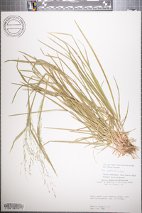 Poa sylvestris image