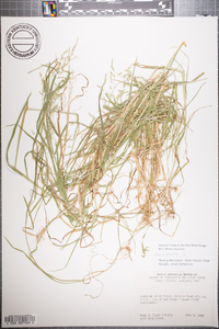 Poa trivialis image