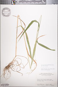 Elymus hystrix image