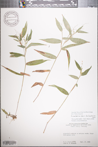 Dichanthelium × bicknellii image