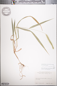 Setaria pumila subsp. pumila image