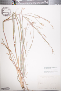 Schizachyrium scoparium var. scoparium image