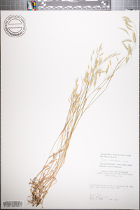 Bromus commutatus image