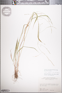 Festuca subverticillata image