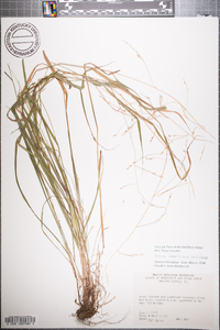 Festuca subverticillata image