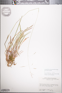 Poa sylvestris image