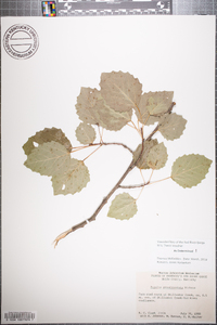 Populus grandidentata image