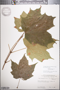 Acer nigrum image