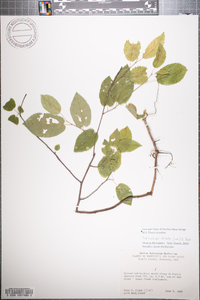 Amelanchier spicata image