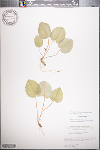 Viola rotundifolia image