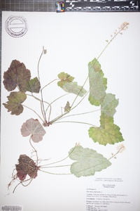 Heuchera americana image