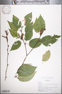 Betula lenta image