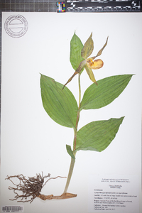 Cypripedium parviflorum var. parviflorum image