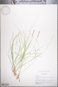 Carex lucorum image