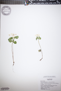 Thalictrum thalictroides image