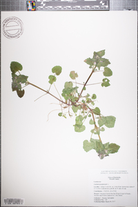 Lamium purpureum image